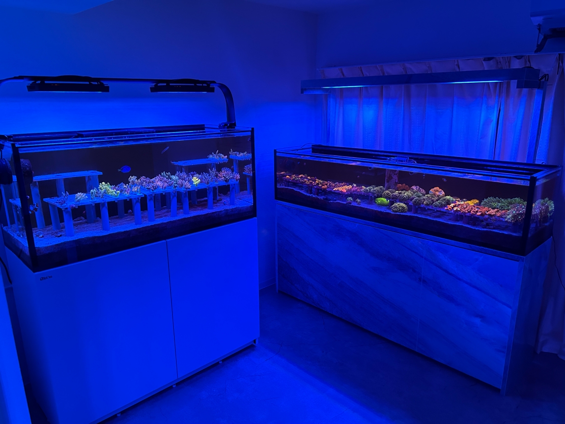 Coral Intelligence AgencyVISUAL