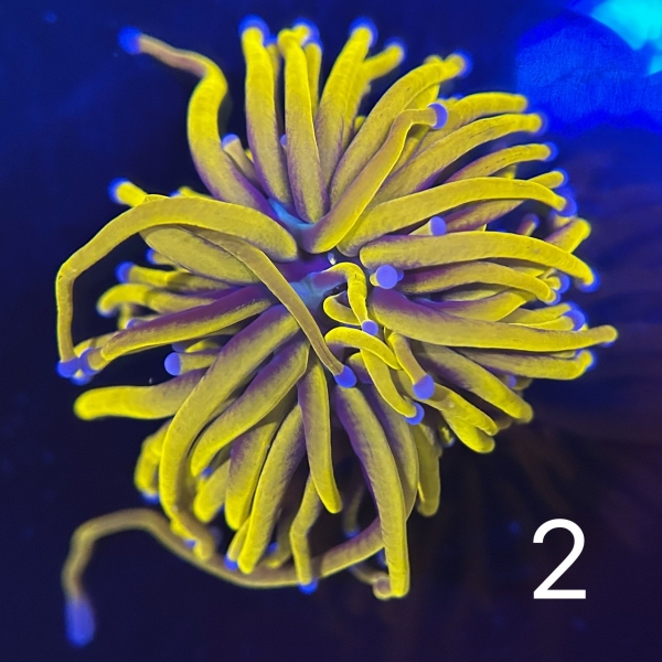 Coral Intelligence Agency商品画像CIA24K
