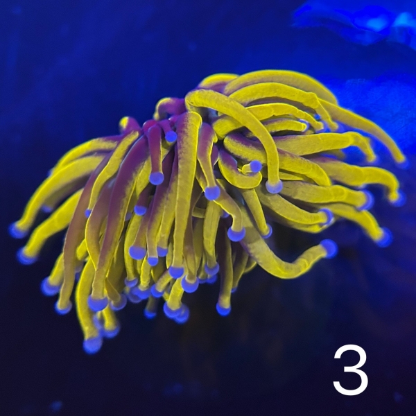 Coral Intelligence Agency商品画像CIA24K