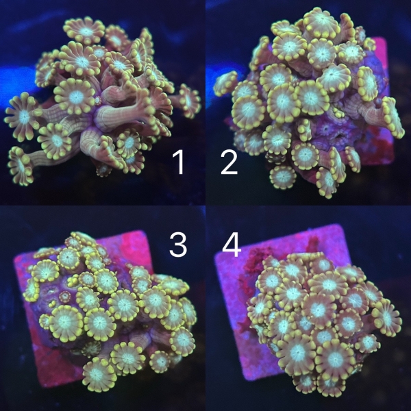 Coral Intelligence Agency商品画像CIAA