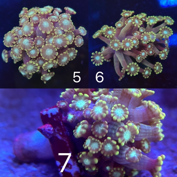 Coral Intelligence Agency商品画像CIAA