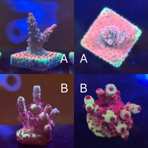 Acropora.sp