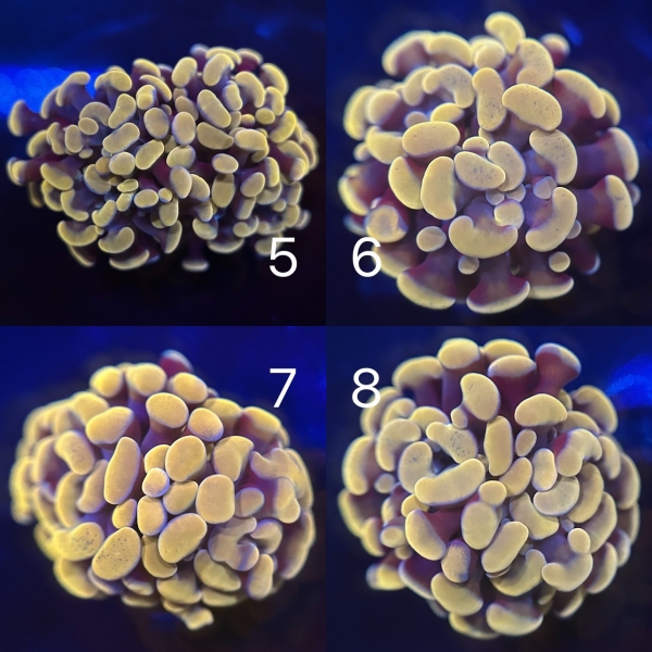 Coral Intelligence Agency商品画像CIABH