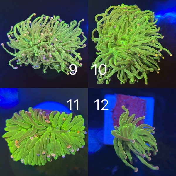 Coral Intelligence Agency商品画像CIACC