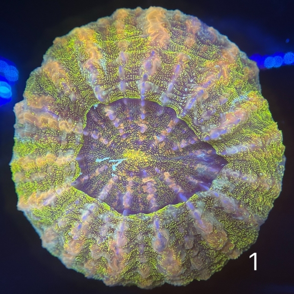 Donut Coral