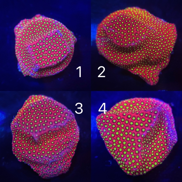 Electric Daisy Stylocoeniella Coral