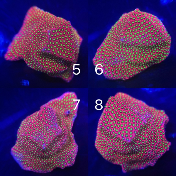 Coral Intelligence Agency商品画像CIAEDSC