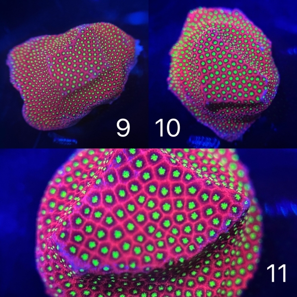 Coral Intelligence Agency商品画像CIAEDSC