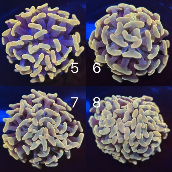 Coral Intelligence Agency商品画像CIAGH