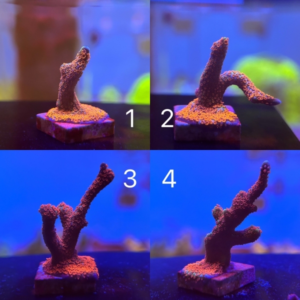 Grafted Montipora Digitata