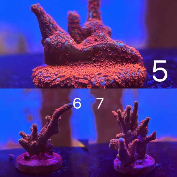 Coral Intelligence Agency商品画像CIAGMD