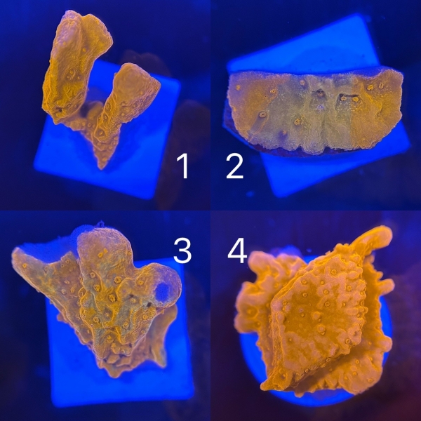 Grafted Montipora Setosa