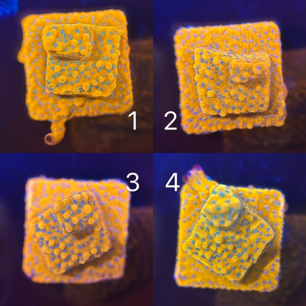 Goldrush Montipora