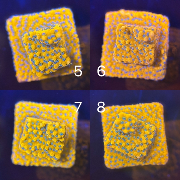 Coral Intelligence Agency商品画像CIAGRM
