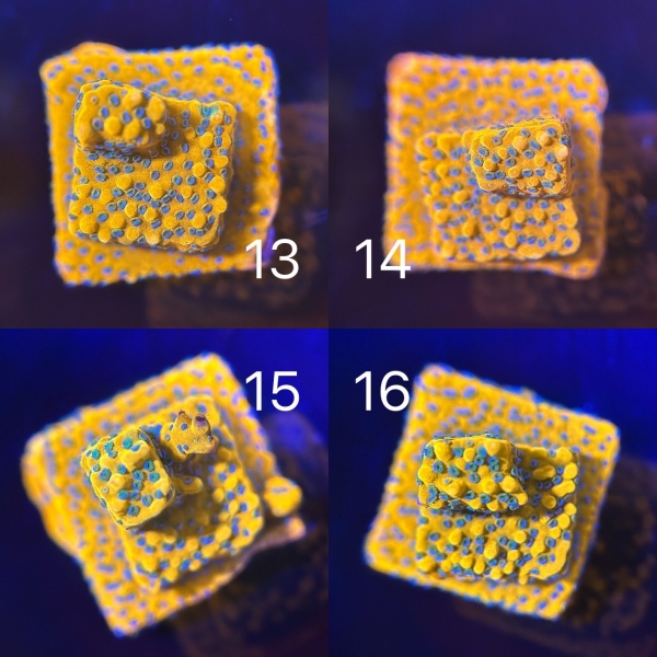 Coral Intelligence Agency商品画像CIAGRM