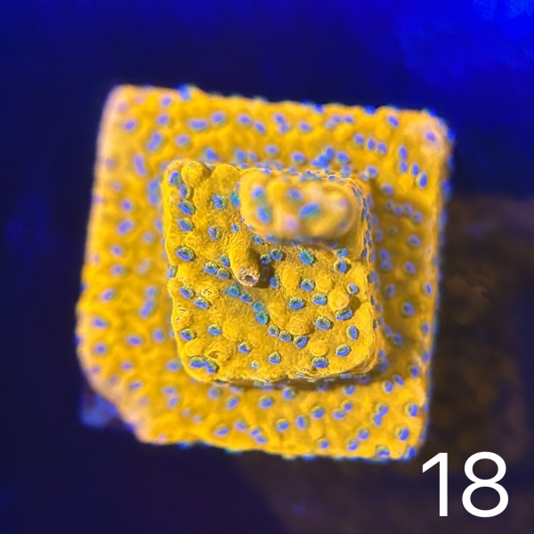 Coral Intelligence Agency商品画像CIAGRM