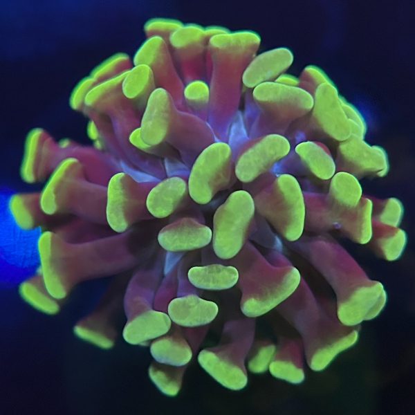 Hammer Coral