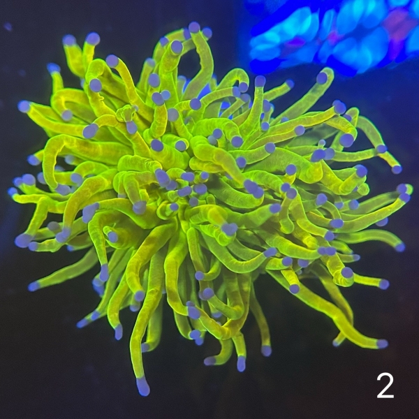 Coral Intelligence Agency商品画像CIAHG