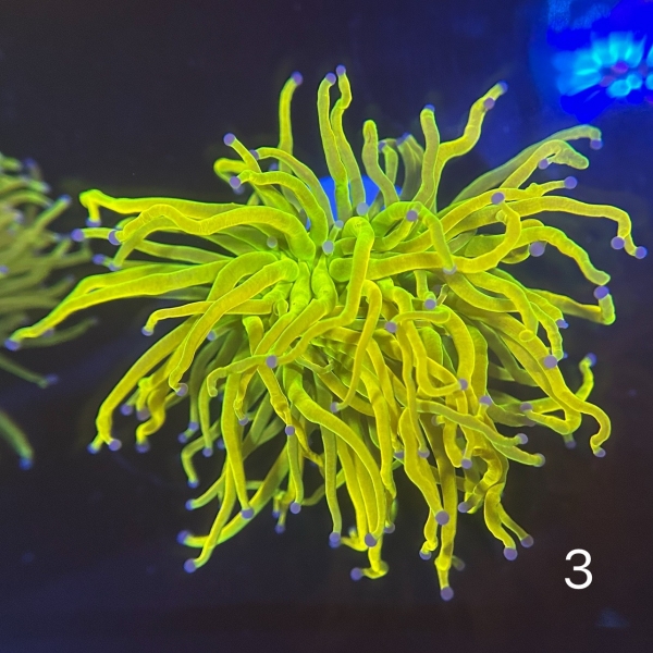 Coral Intelligence Agency商品画像CIAHG