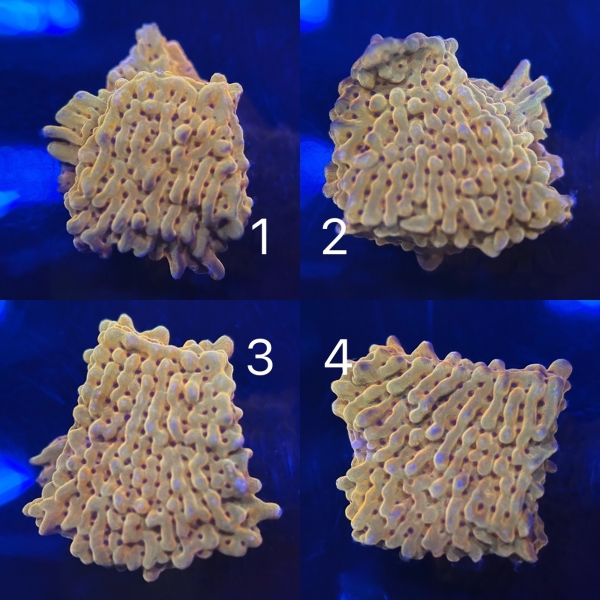 Montipora