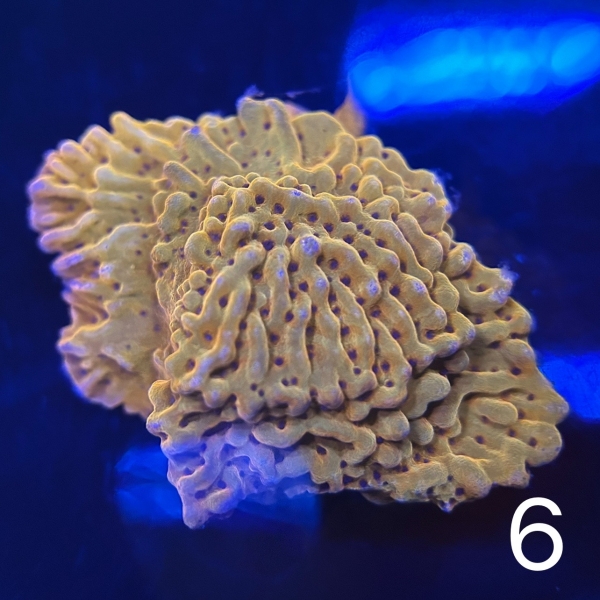 Coral Intelligence Agency商品画像CIAHM
