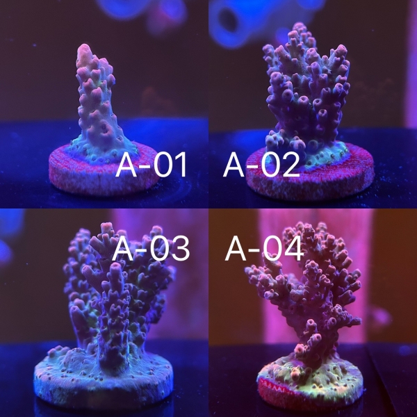 IB Acropora.sp