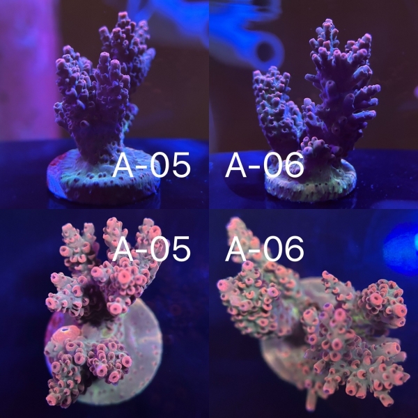 Coral Intelligence Agency商品画像CIAIBA