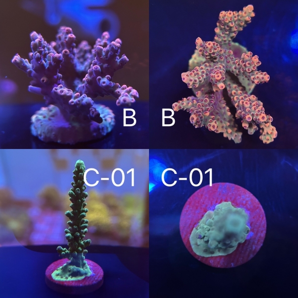 Coral Intelligence Agency商品画像CIAIBA