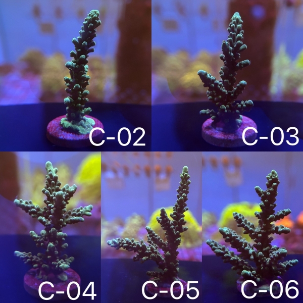 Coral Intelligence Agency商品画像CIAIBA