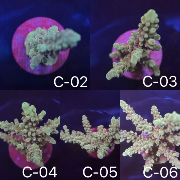 Coral Intelligence Agency商品画像CIAIBA