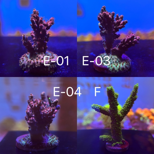 Coral Intelligence Agency商品画像CIAIBA