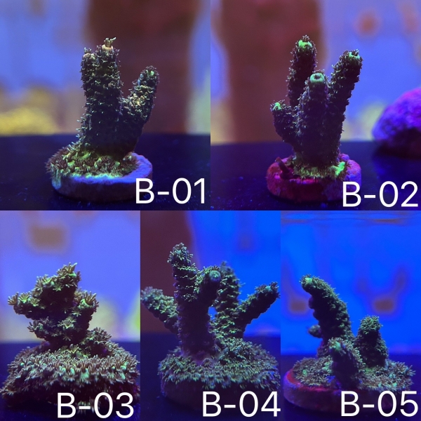 Coral Intelligence Agency商品画像CIAIBAM