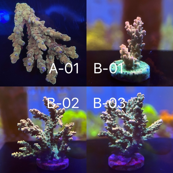 IW Acropora.sp
