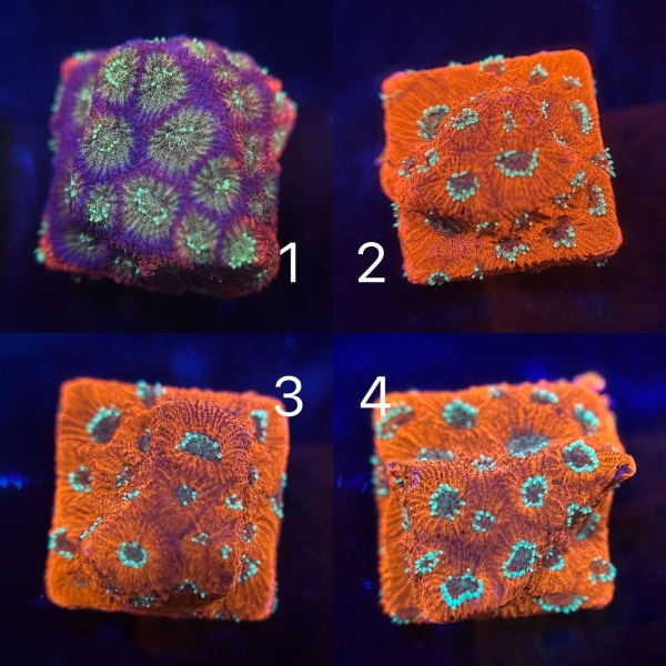 JF Dayglo Favia