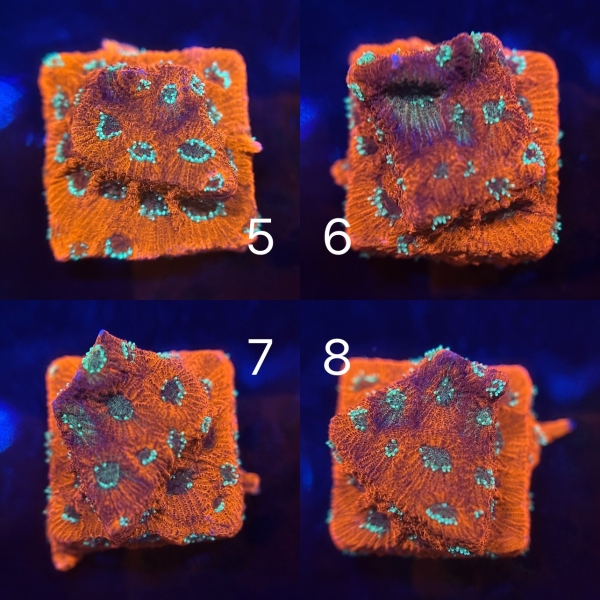 Coral Intelligence Agency商品画像CIAJD