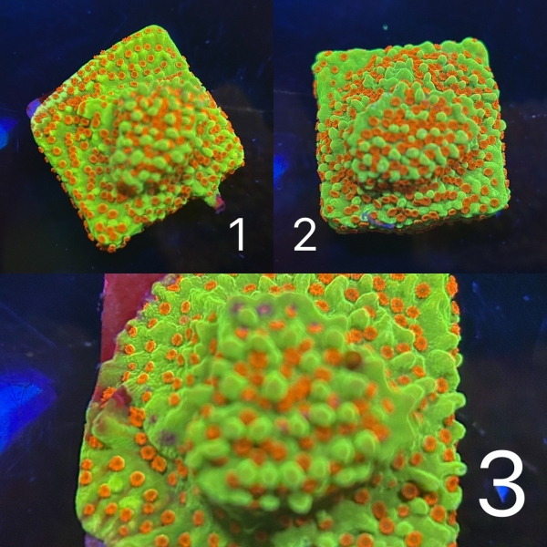 JMT Montipora
