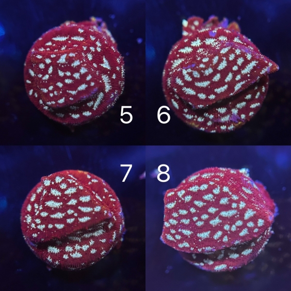 Coral Intelligence Agency商品画像CIAML