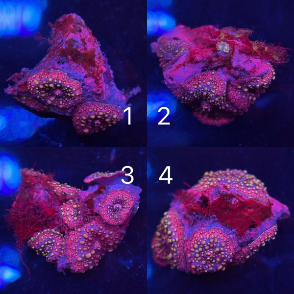 Mushroom Coral Colony