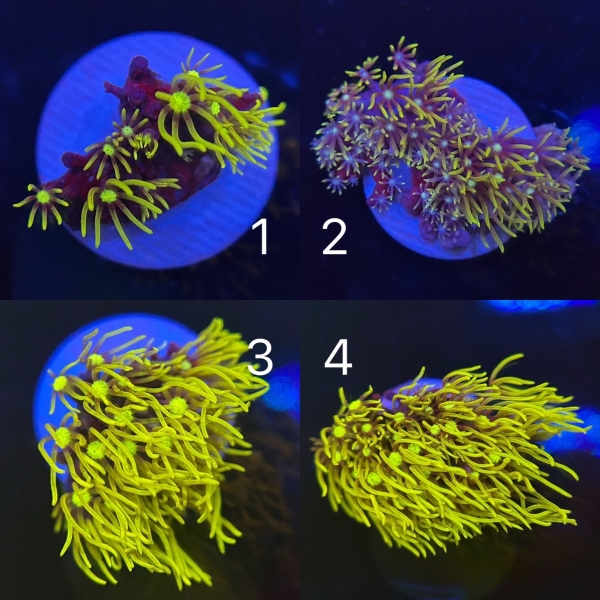 Neon Yellow Star Polyps