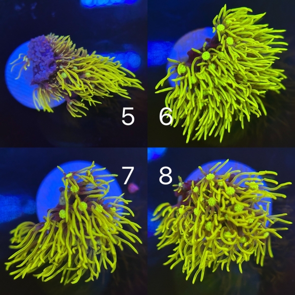 Coral Intelligence Agency商品画像CIANYSP