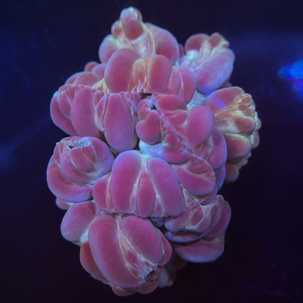 Plate Coral