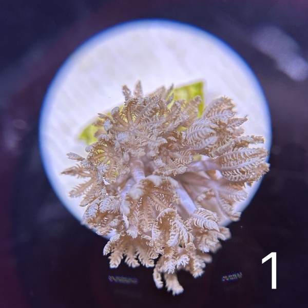 Pulsing Xenia