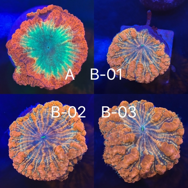 Rainbow Blastomussa