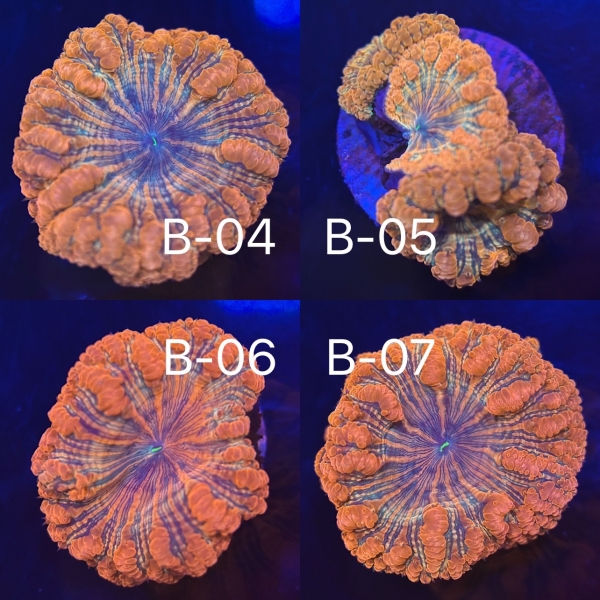Coral Intelligence Agency商品画像CIARB
