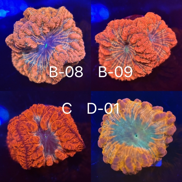 Coral Intelligence Agency商品画像CIARB