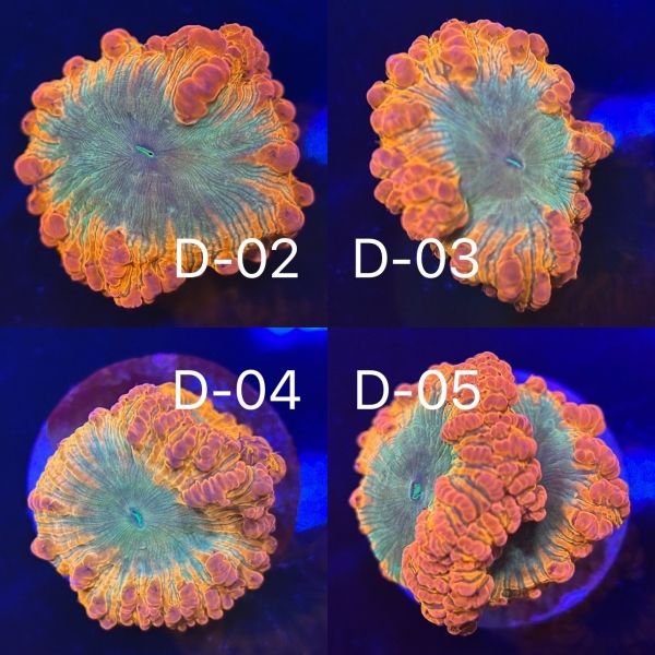 Coral Intelligence Agency商品画像CIARB