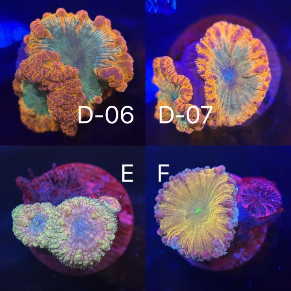 Coral Intelligence Agency商品画像CIARB