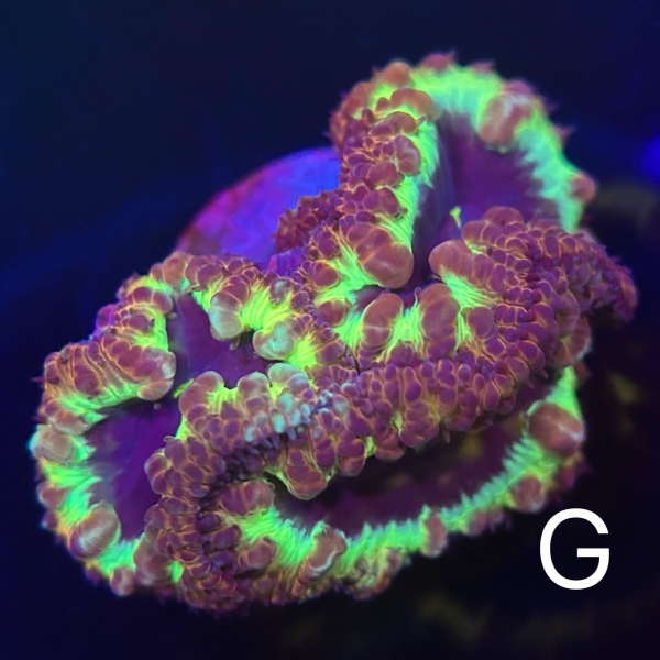 Coral Intelligence Agency商品画像CIARB
