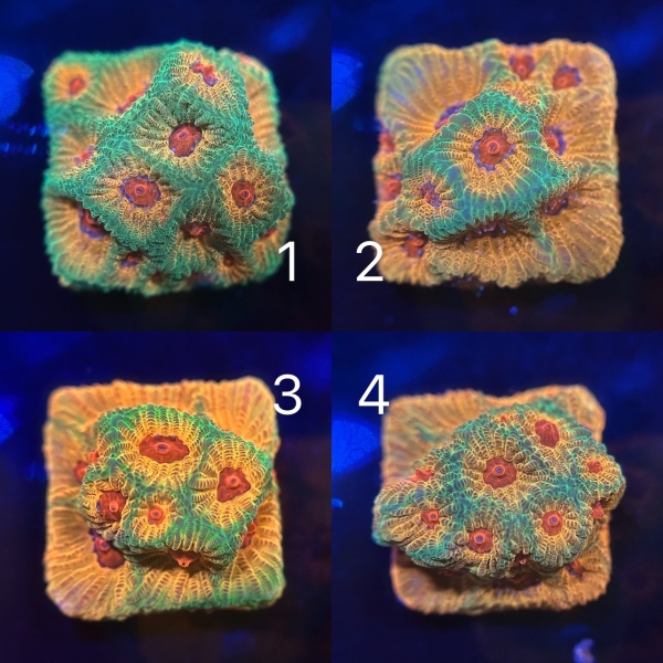 Rainbow Favia