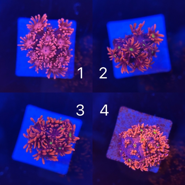Rainbow Goniopora
